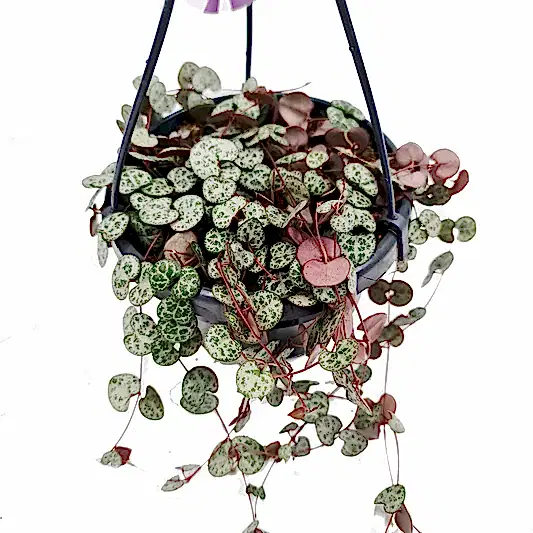 String Of Hearts | Woodii | Potted Houseplants