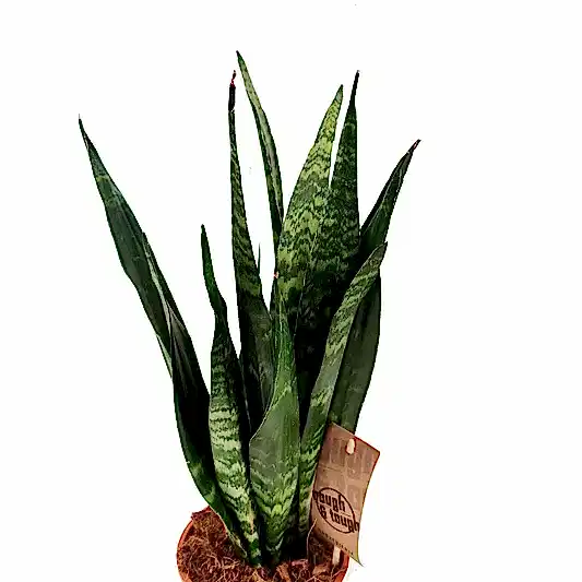 Snake Plant | Black Coral | Potted Houseplants