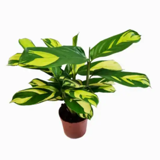 Never Never Plant | Pilosa Mosaic | Potted Houseplants