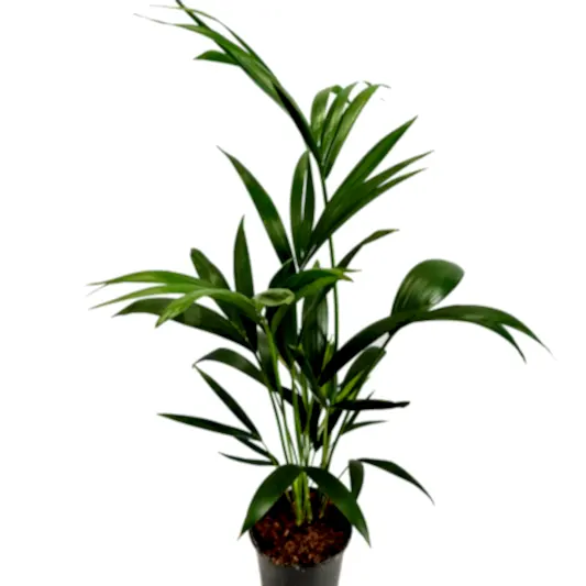 Kentia Palm | Potted Houseplants