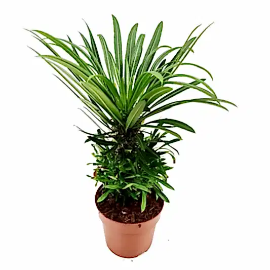 Madagascar Palm | Potted Houseplants