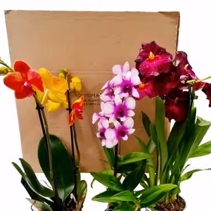 Orchid Lovers | Mystery Box - Indoor Plant