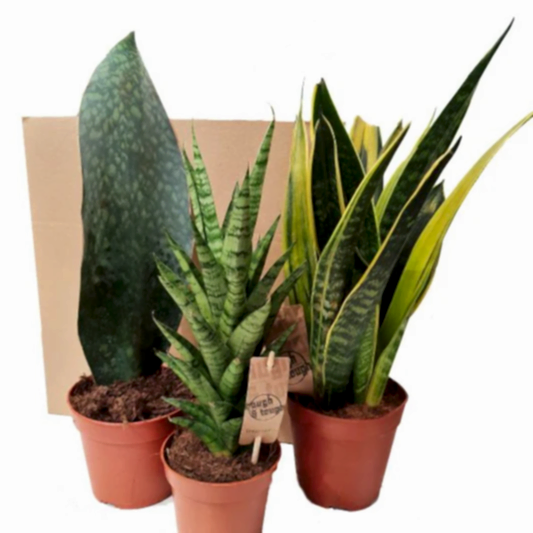 Snake Plant | Mystery Box | Snake Plants