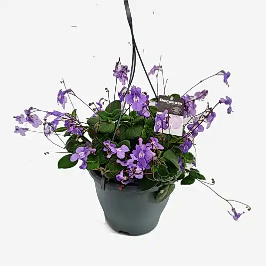 Cape Primrose | Hard To Find | Potted Houseplants