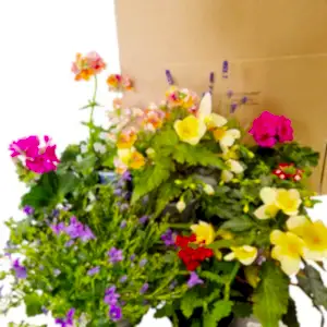 Gardener's Delight | Mystery Box - Indoor Plant