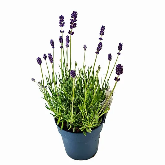 Lavender | Purple | Potted Houseplants