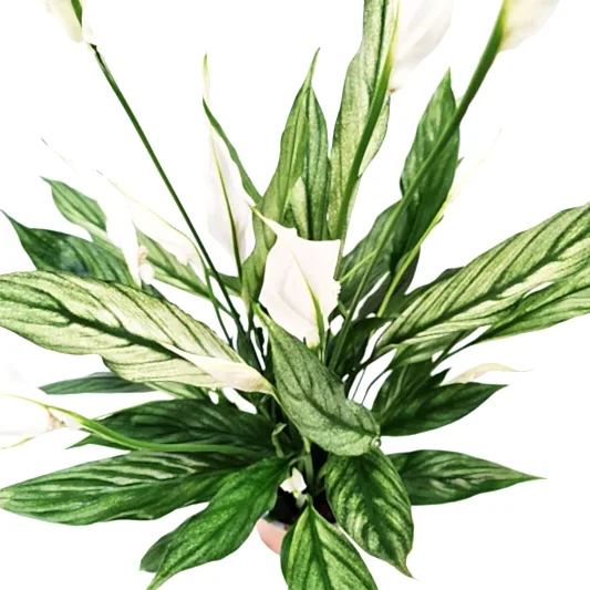 Variegated Peace Lily | Silver Cupido | 