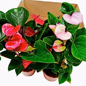 Flamingo | Mystery Box - Indoor Plant