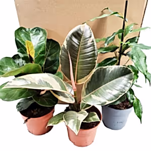 Ornamental Figs | Mystery Box - Indoor Plant