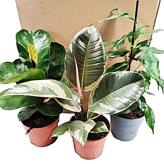 Ornamental Figs | Mystery Box | Ficus & Fig Plants