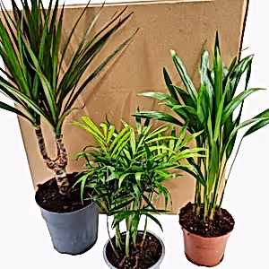 Palms | Mystery Box - Indoor Plant