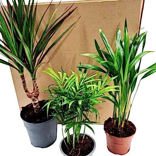 Palms | Mystery Box | Trees & Bonsai