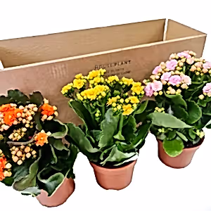 Flowering Kalanchoes | Mystery Box - Indoor Plant
