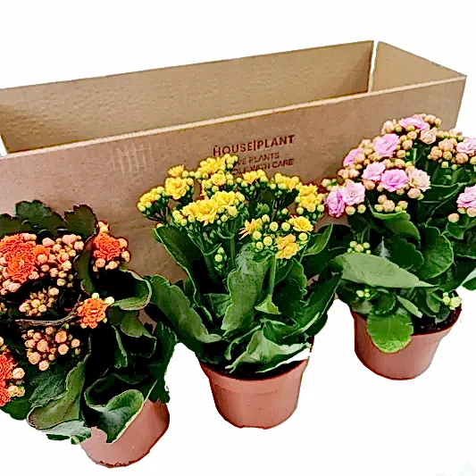 Flowering Kalanchoes | Mystery Box | Perfect Plants for Under £50