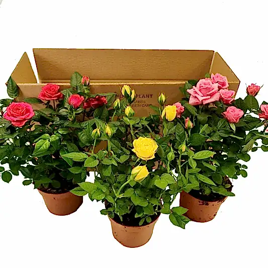 Radiant Rose | Mystery Box | Perfect Plants for Under £50