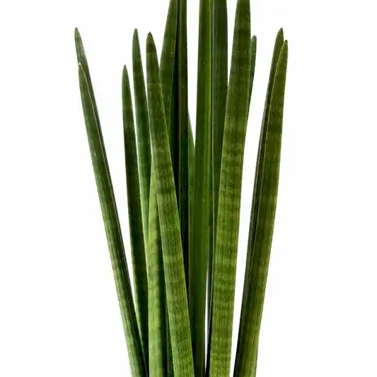 Snake Plant | Cylindrica | Potted Houseplants