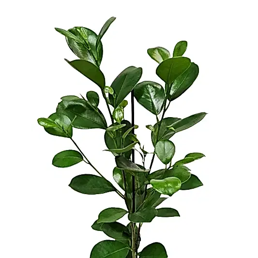 Laurel Fig | Moclame | Potted Houseplants
