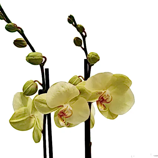 Phalaenopsis Orchid | Yara | Potted Houseplants
