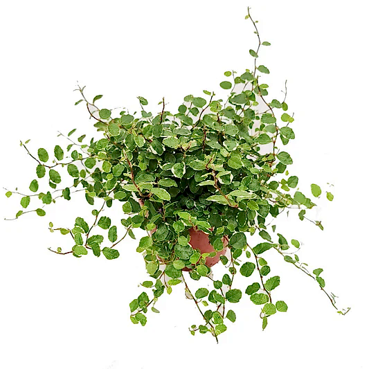 Creeping Fig | White Sunny | Potted Houseplants