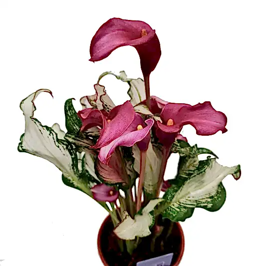 Calla Lily | Frozen Queen | Rare Plant | Perfect Plants for Under £30