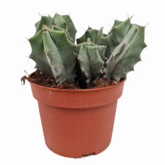 Organ Pipe Cactus | Rare Plant | Potted Houseplants