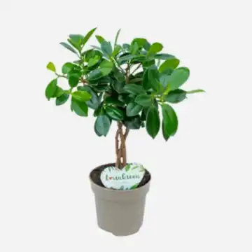 Weeping Fig | Maya Twist | Potted Houseplants
