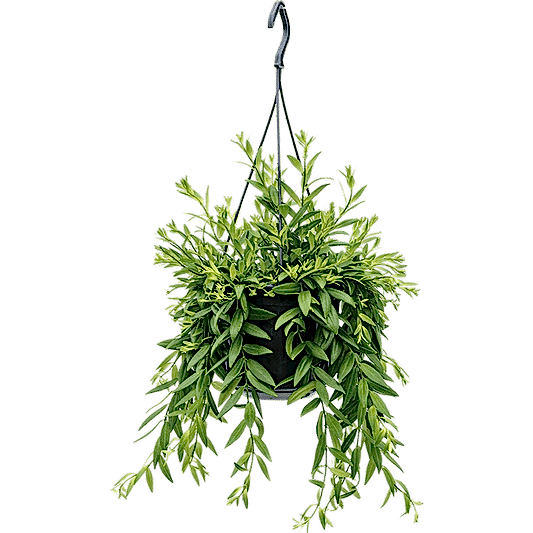 Lipstick Plant | Beautiful Japhrolepis | Potted Houseplants