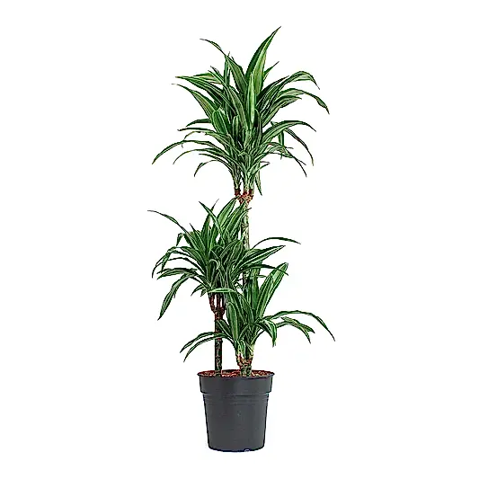 Palm | Ulises | Potted Houseplants