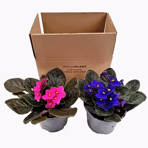 African Violet | Mystery Box - Indoor Plant