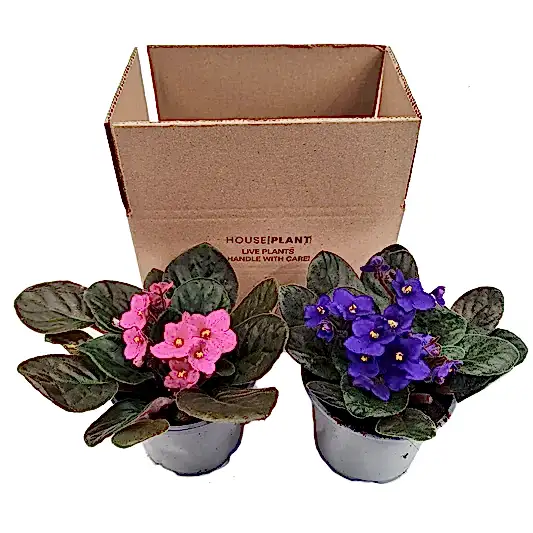 African Violet | Mystery Box | Mystery Plant Boxes
