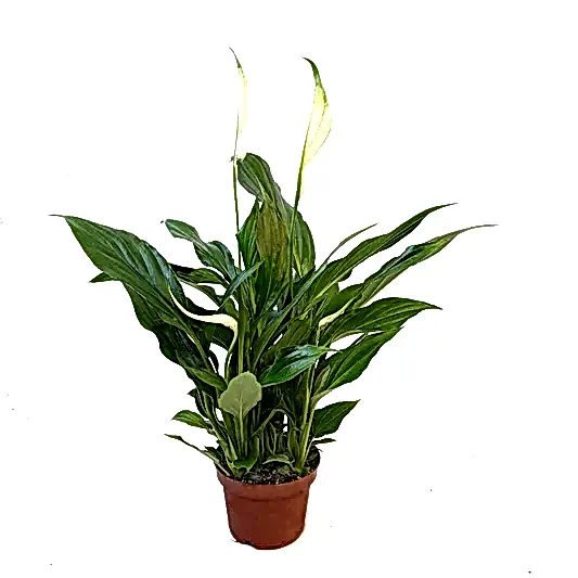 Peace Lily | Alana | Potted Houseplants