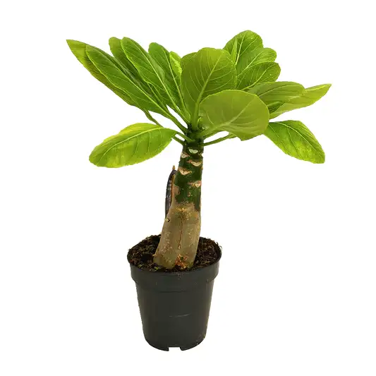 Hawaii Palm | Hard To Find | Potted Houseplants