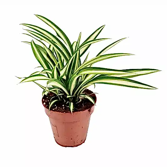 Spider Plant | Atlantic | Potted Houseplants