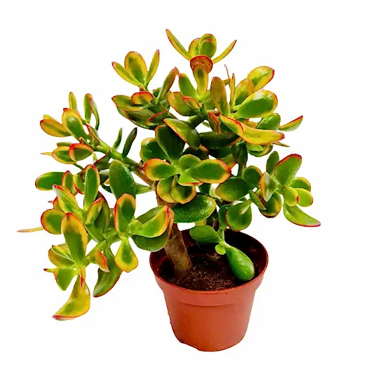 Money Plant | Sunset | Potted Houseplants
