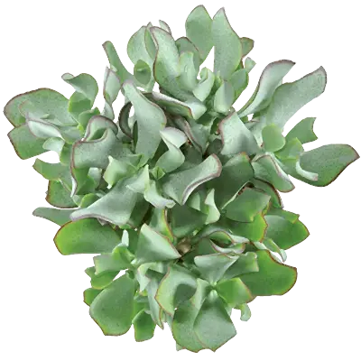 Curly Silver Dollar Plant | Potted Houseplants
