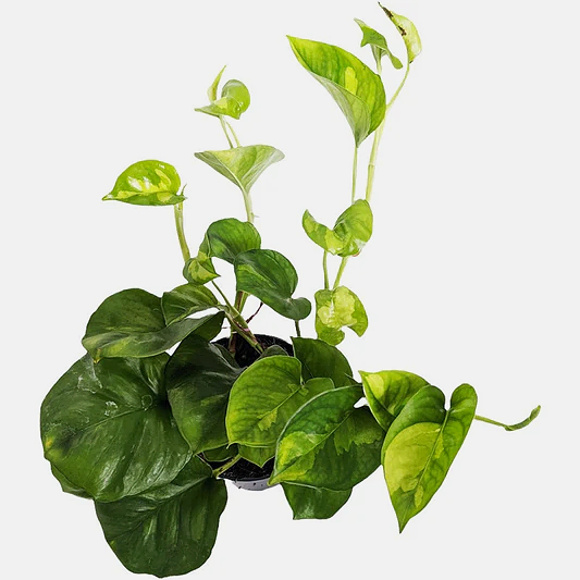 Devil's Ivy | Global Green | Potted Houseplants