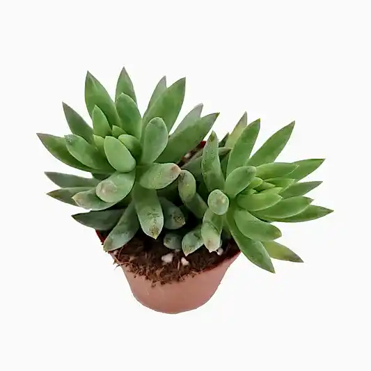 Donkey's Tail | Morgan | Potted Houseplants