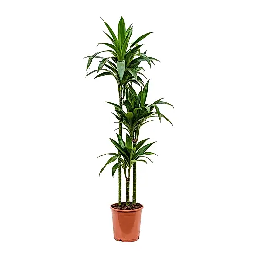 Palm | Janet Craig | Potted Houseplants