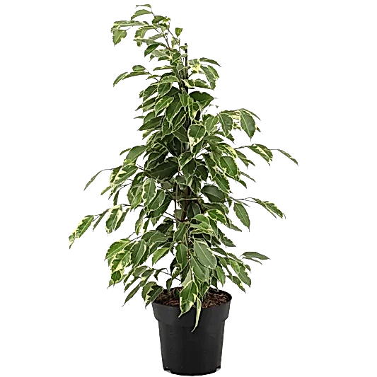 Weeping Fig | Golden King | Potted Houseplants