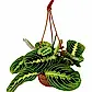 Prayer Plant | Lemon Lime | Rare Plant