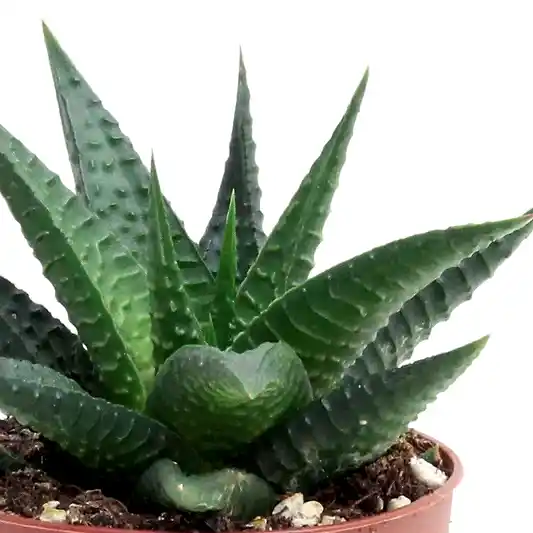 Zebra Cactus | Limafolia | Potted Houseplants