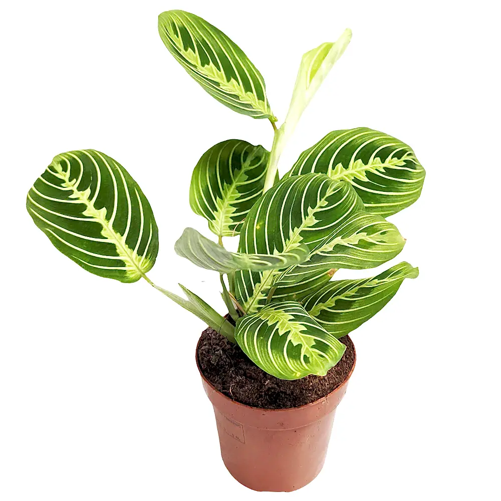 Prayer Plant | Lemon Lime | Rare Plant