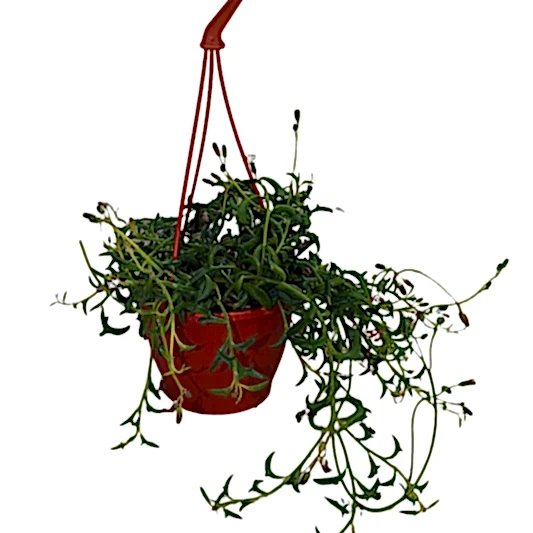 String Of Dolphins | Jumping Dolphin | Potted Houseplants