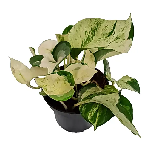 Pothos | Manjula | Potted Houseplants