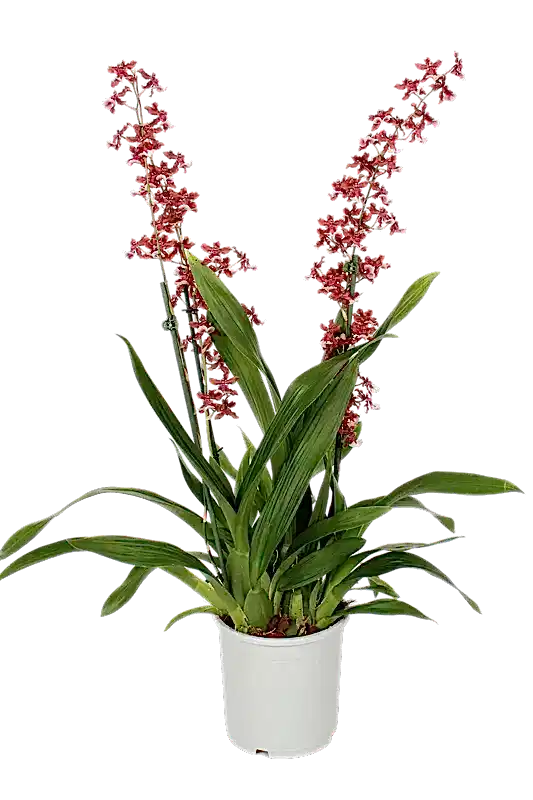 Scented Dancing Ladies Orchid | Cherry Baby | Hard To Find | Potted Houseplants