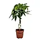 Money Tree