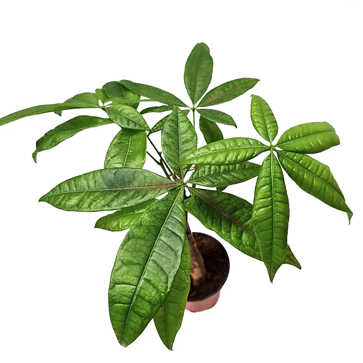 Money Tree