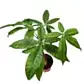 Money Tree