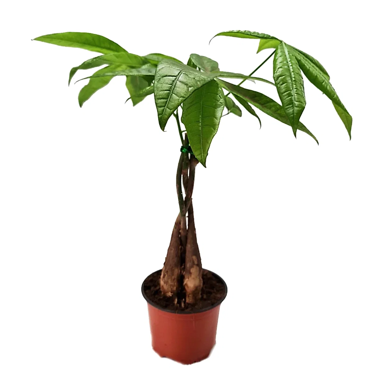 Money Tree