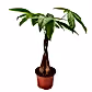 Money Tree